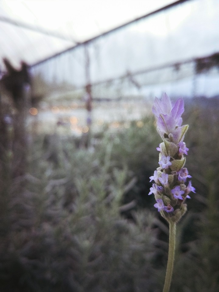 Lavendar