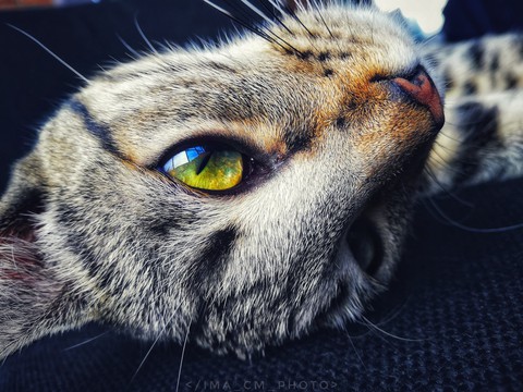 Mishi