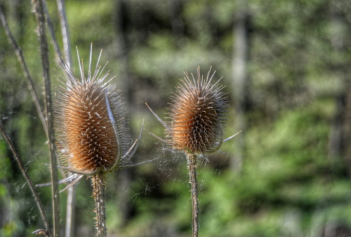 Beauty from the nature