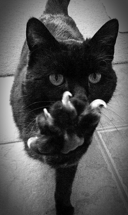 Just Onyx being himself.