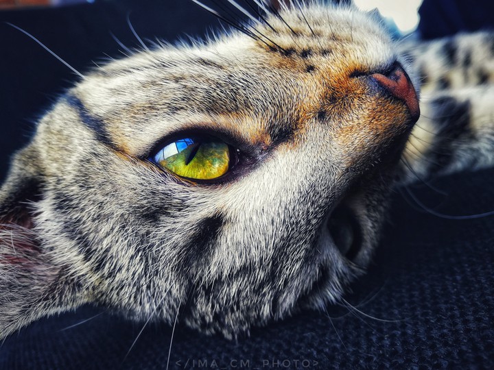 Mishi
