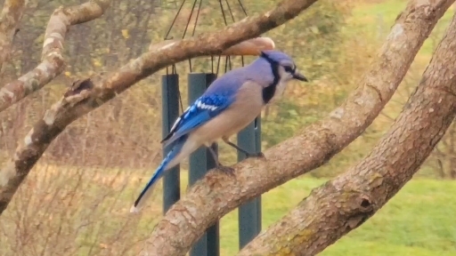 bluejay