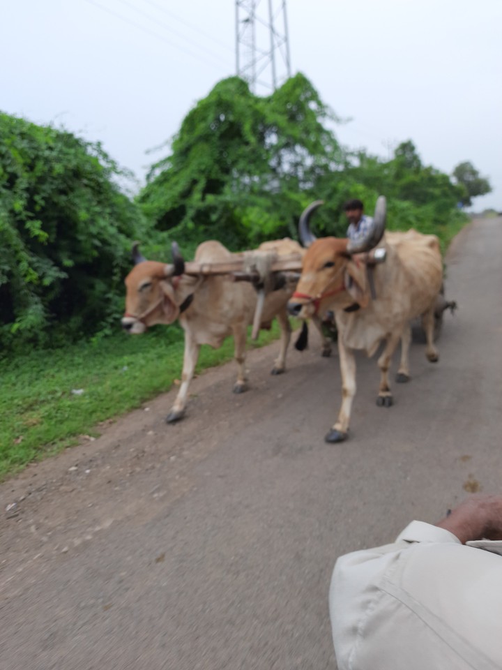 I loved my village