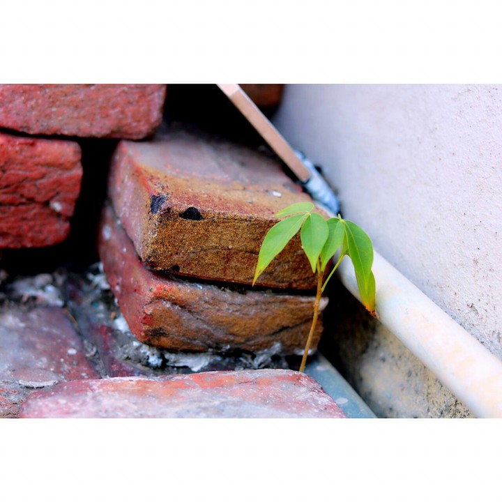 frash plant.growing.