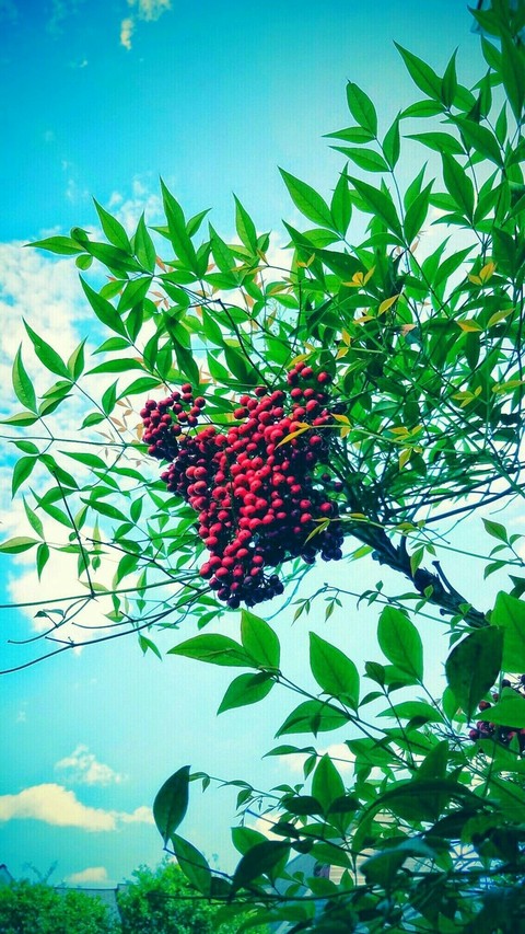 berries