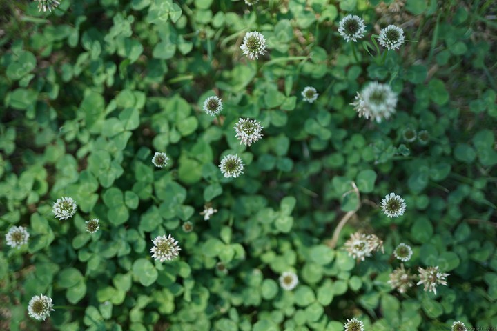 clover