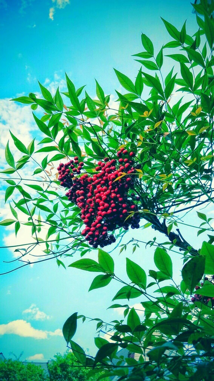 berries