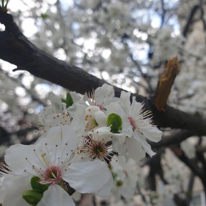 spring