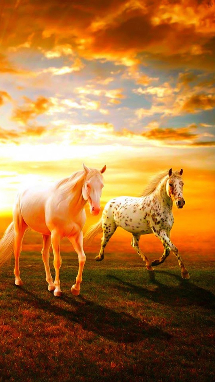horse