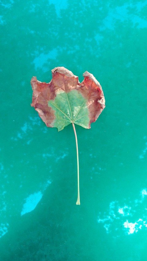 Leaf