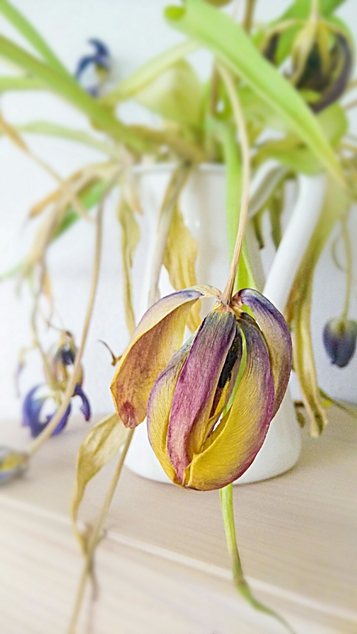 tulip