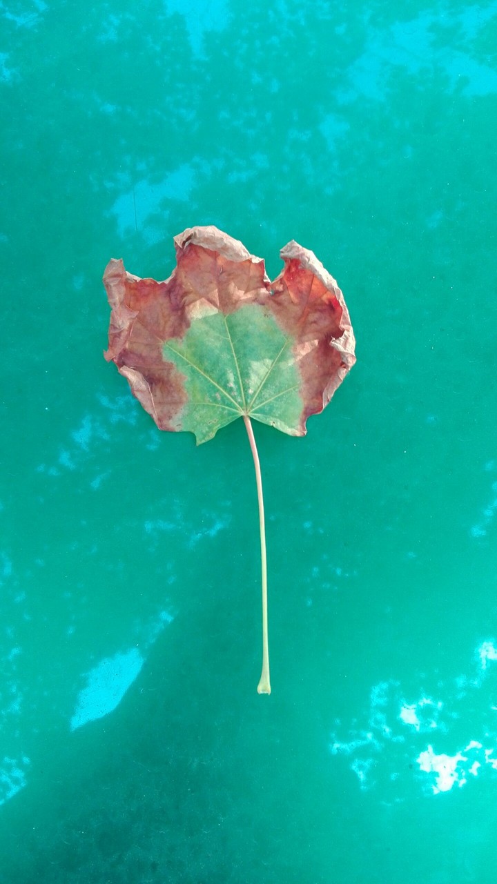 Leaf