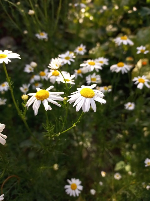 camomile, petal वॉलपेपर