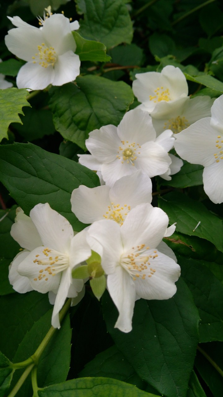 white flowers
