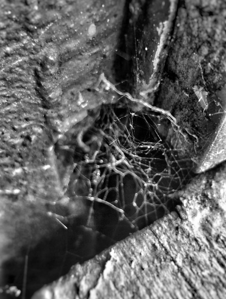 monochrome