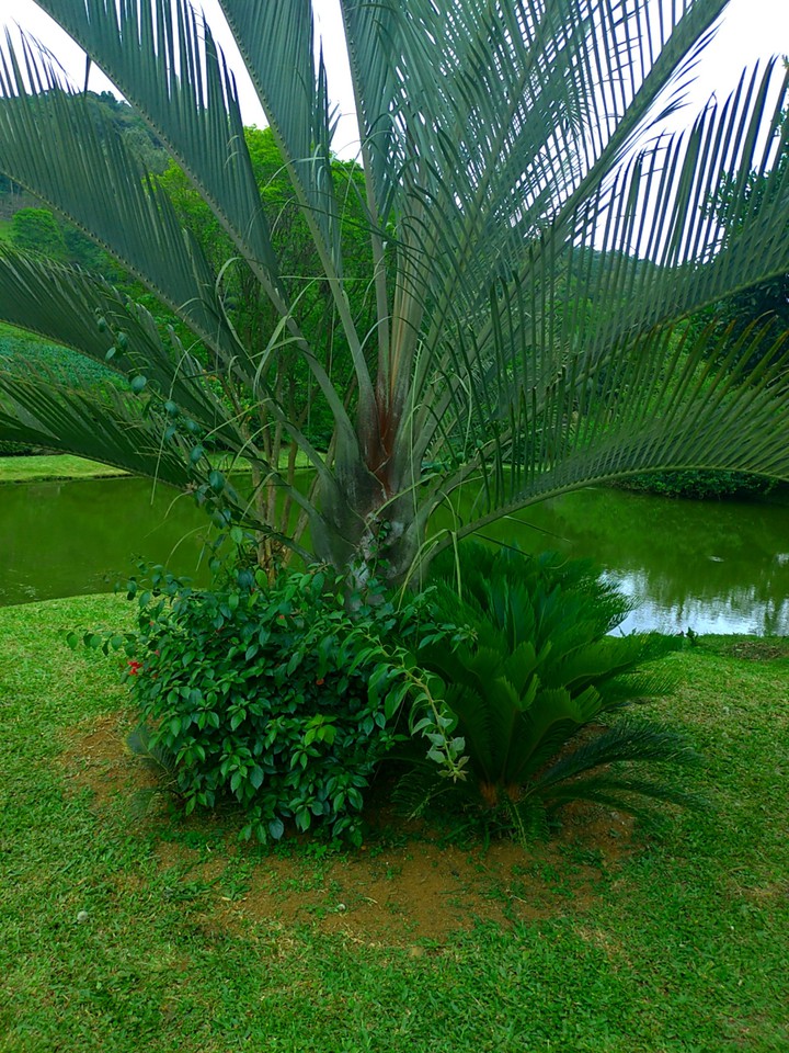 beautiful plants