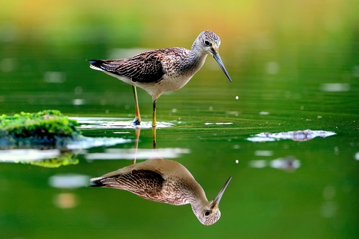 bird