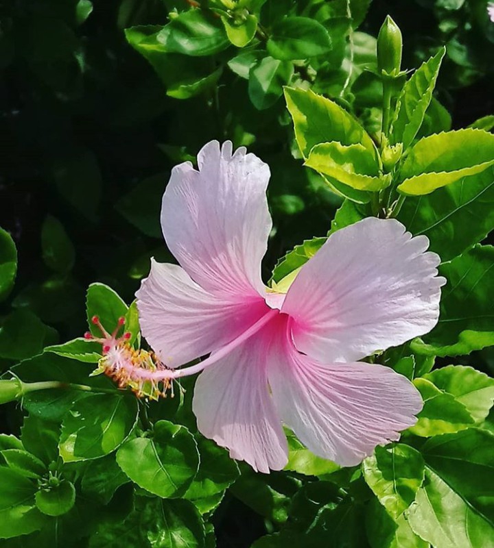ღ✿◠‿◠✿ღ
