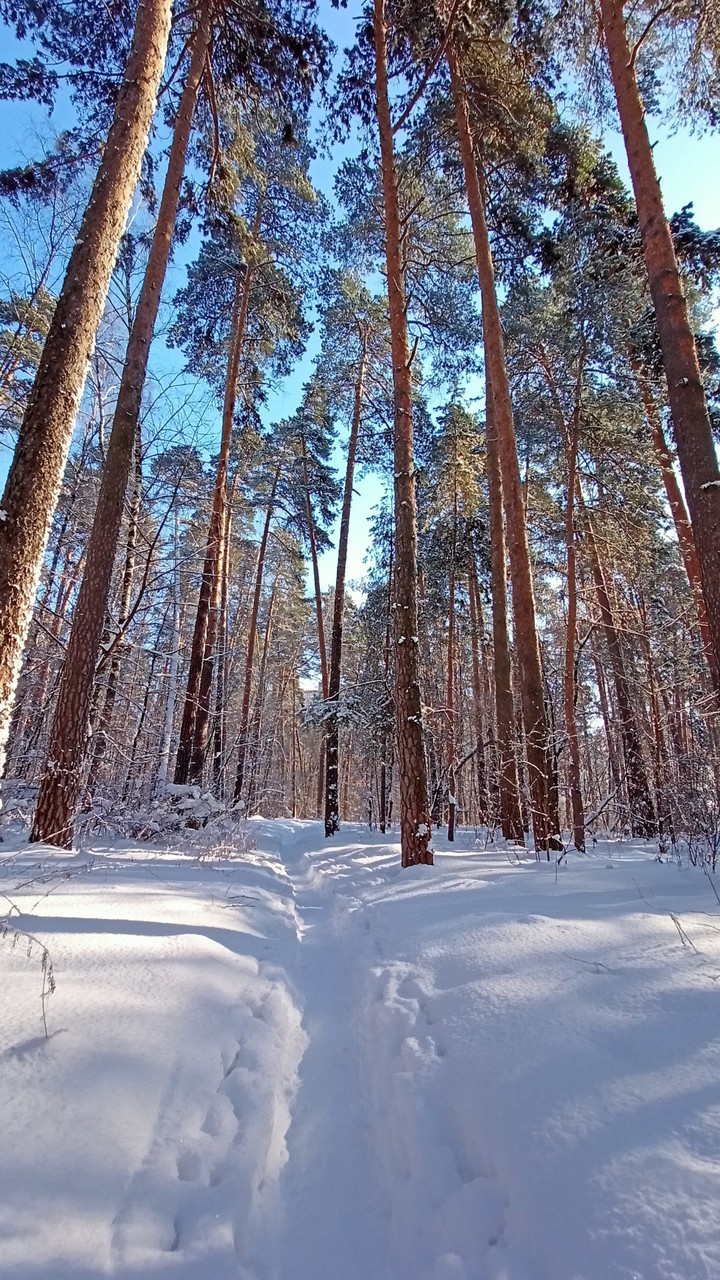 forest
