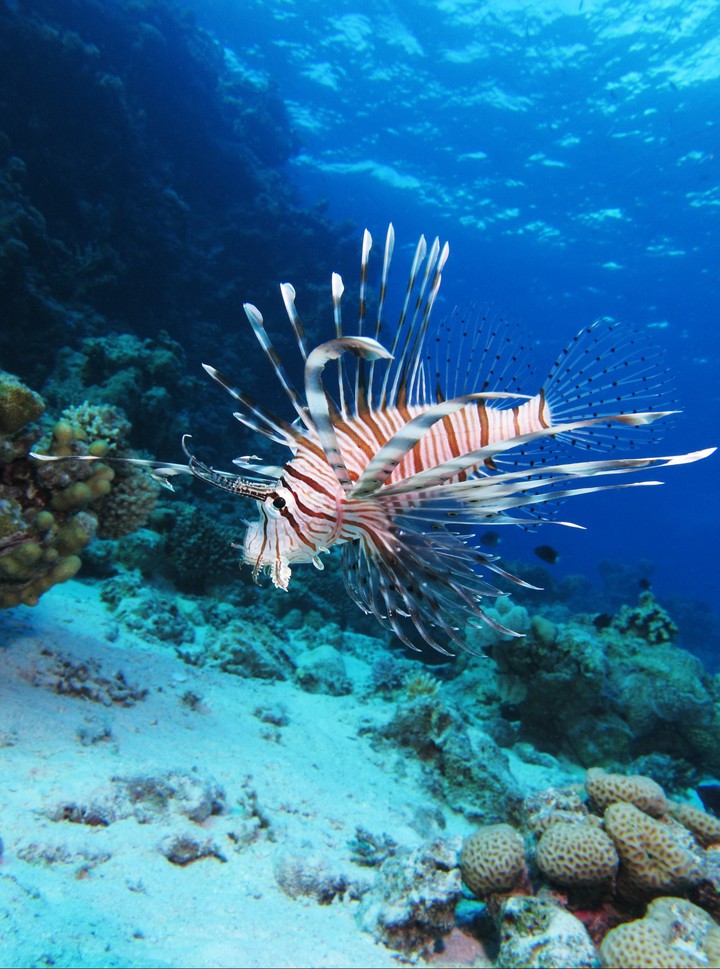 Peixe-leão comum (milhas Pterois)