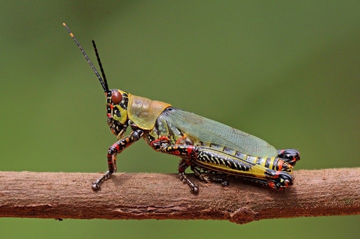 Gafanhoto variegado (Zonocerus variegatus)