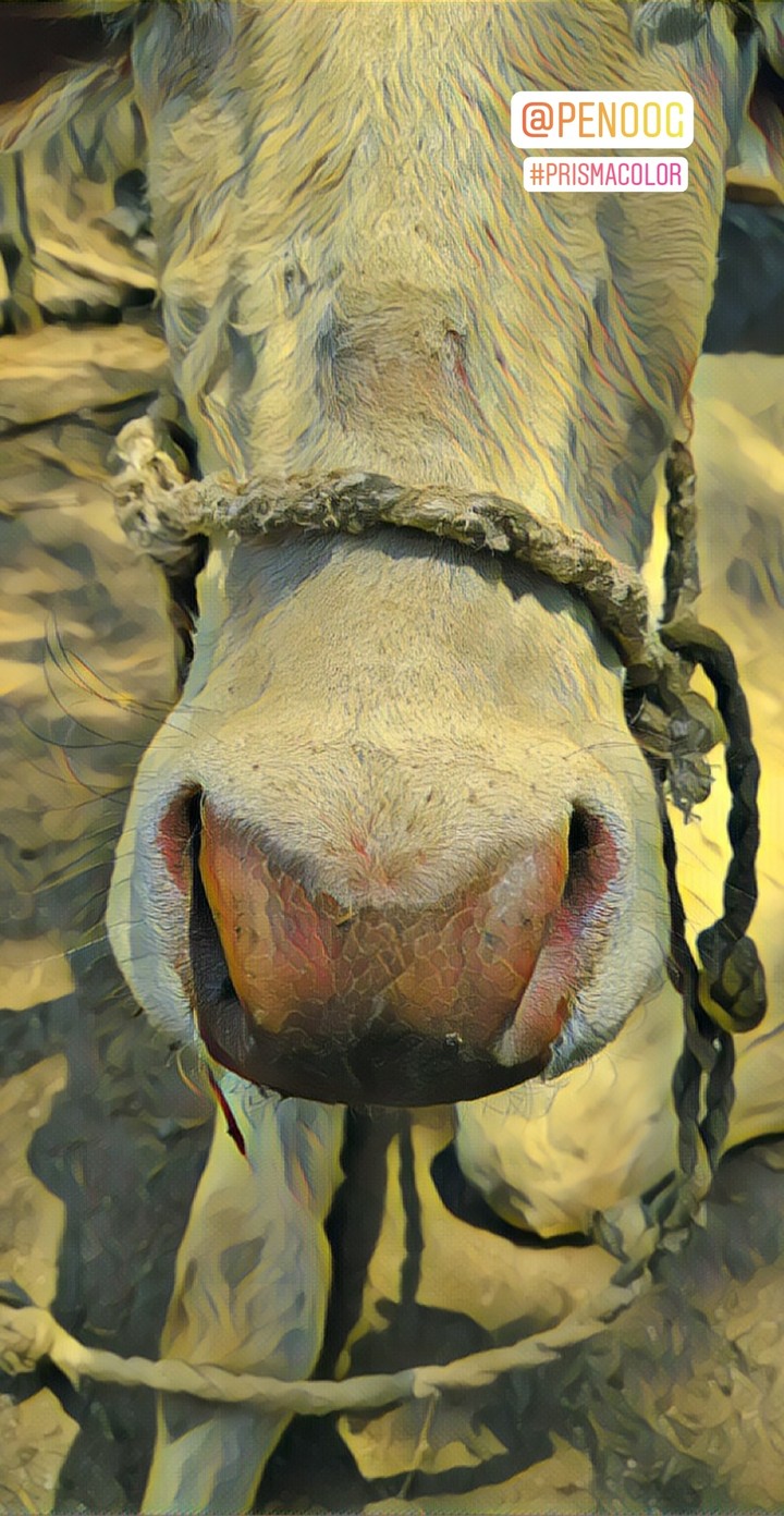 Go-face