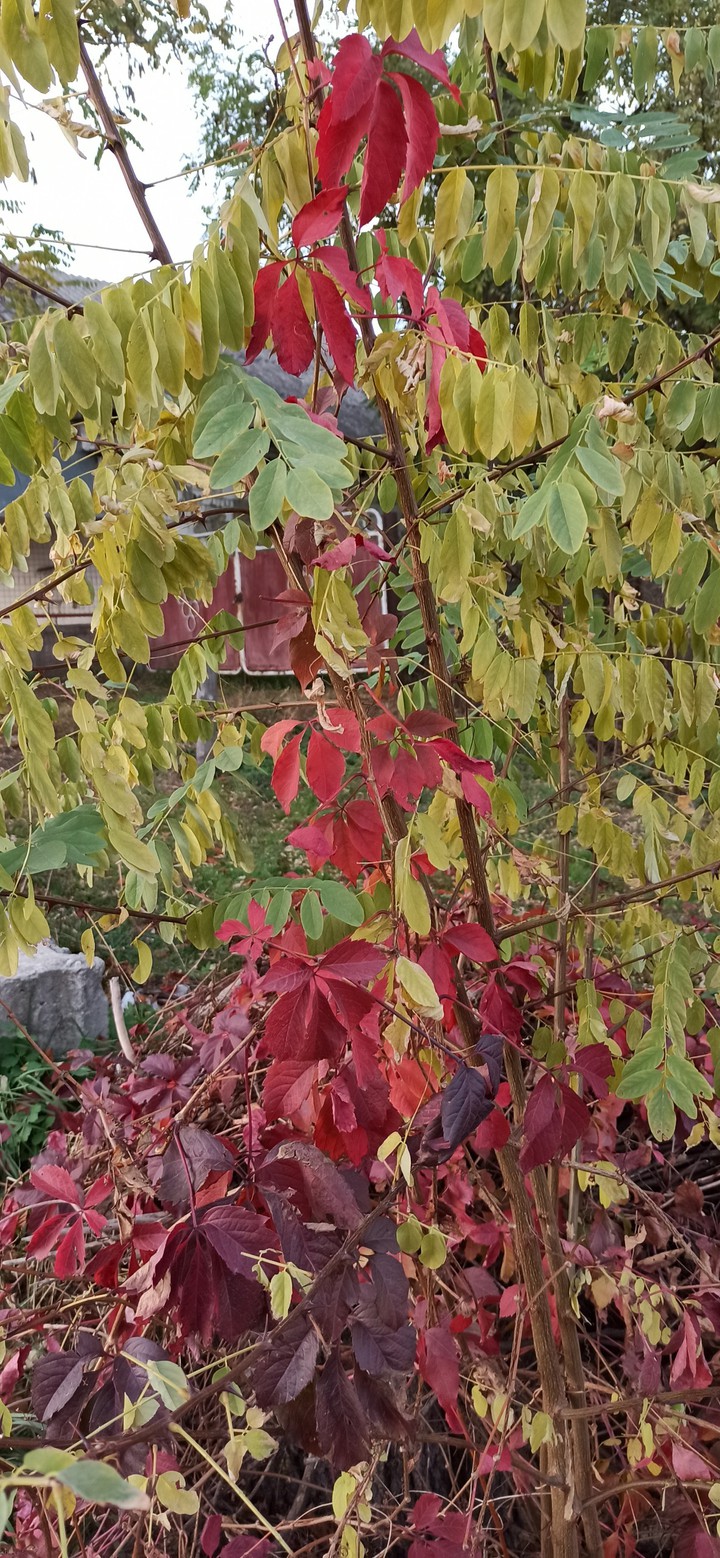#Україна #осінь #autumn