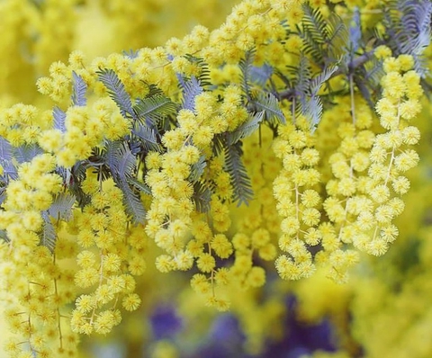 Mimosa