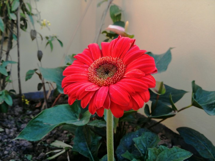 flower