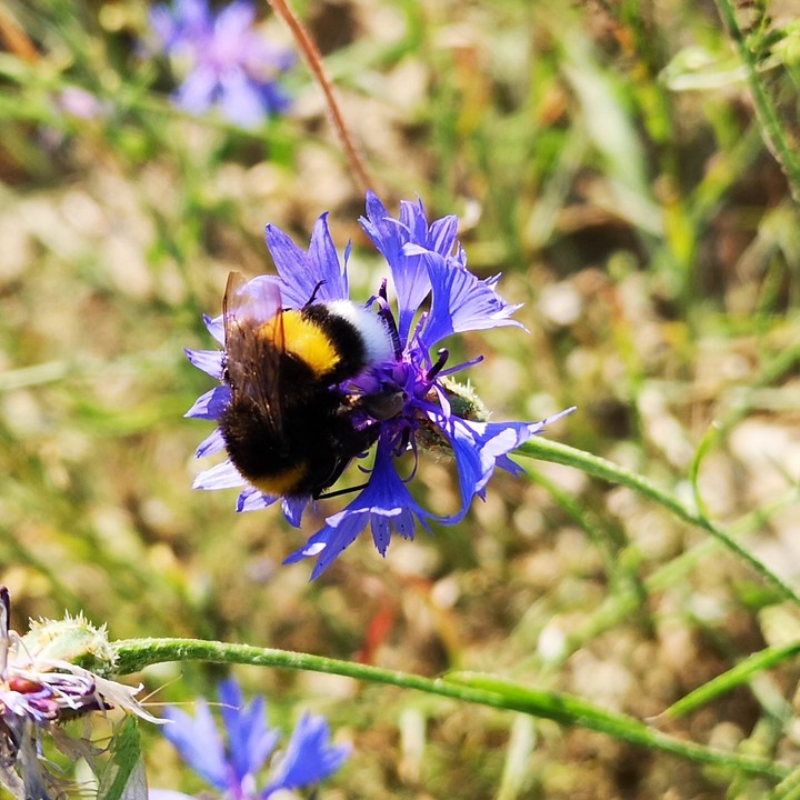 Bumlbebee