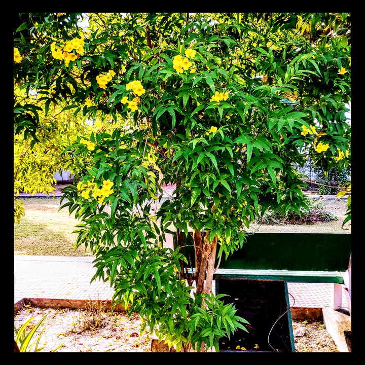 Yellow Elder