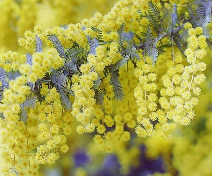 Mimosa