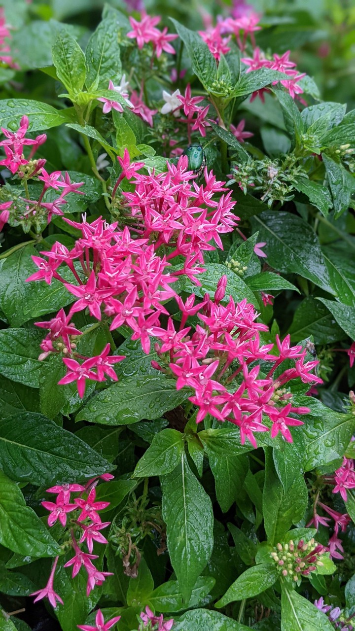 Pentas