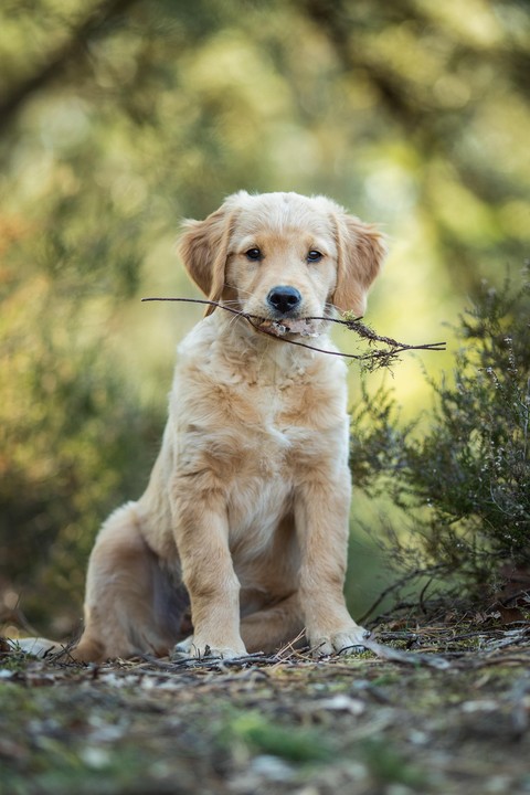 ταπετσαρίες canidae, collar