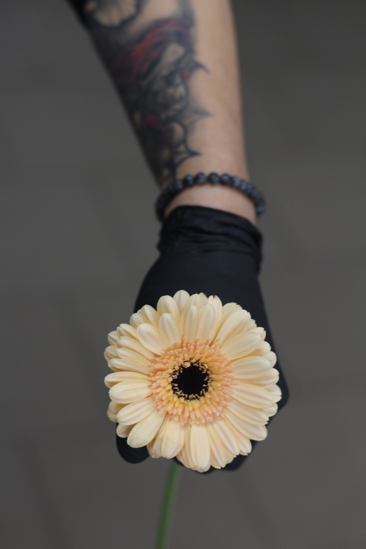 gerbera