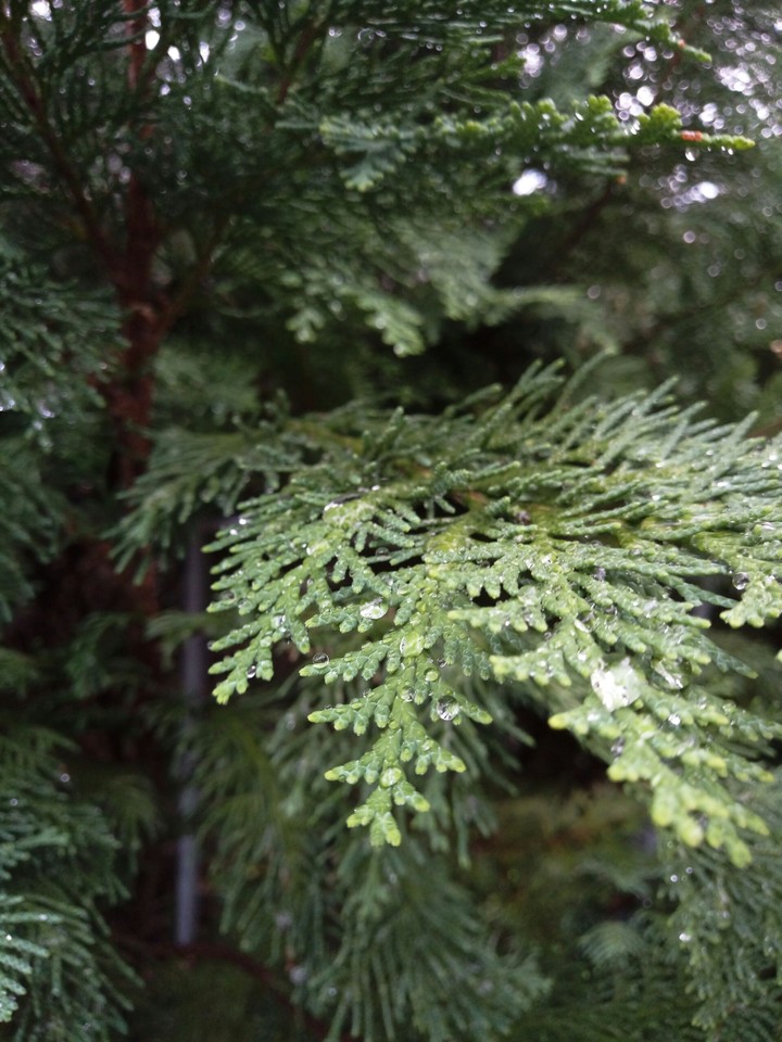 Rain drops on the tree
