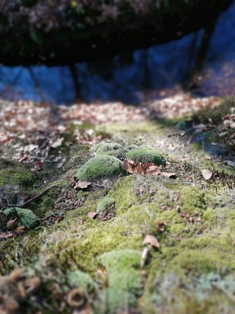 natuur