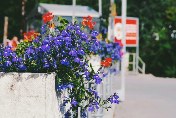 Purple bloom