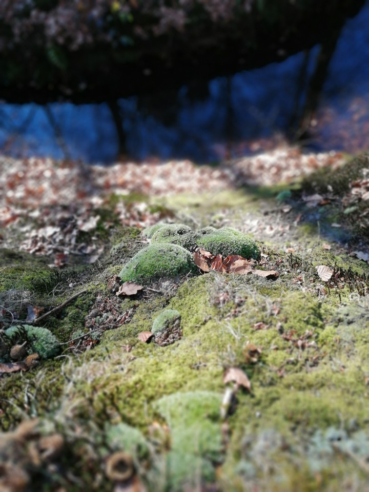 natuur