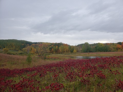 fonds d'écran plant, grassland
