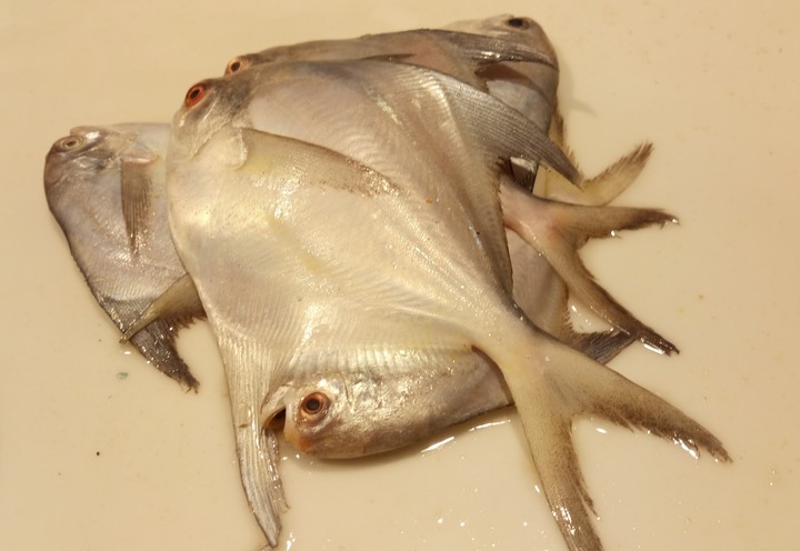 fish