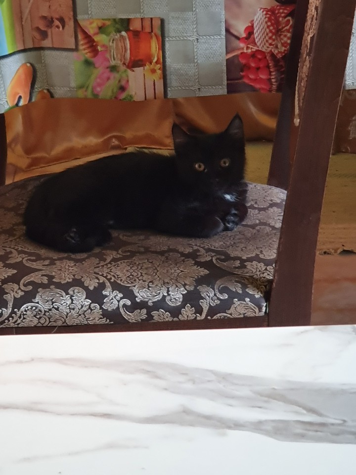 котик