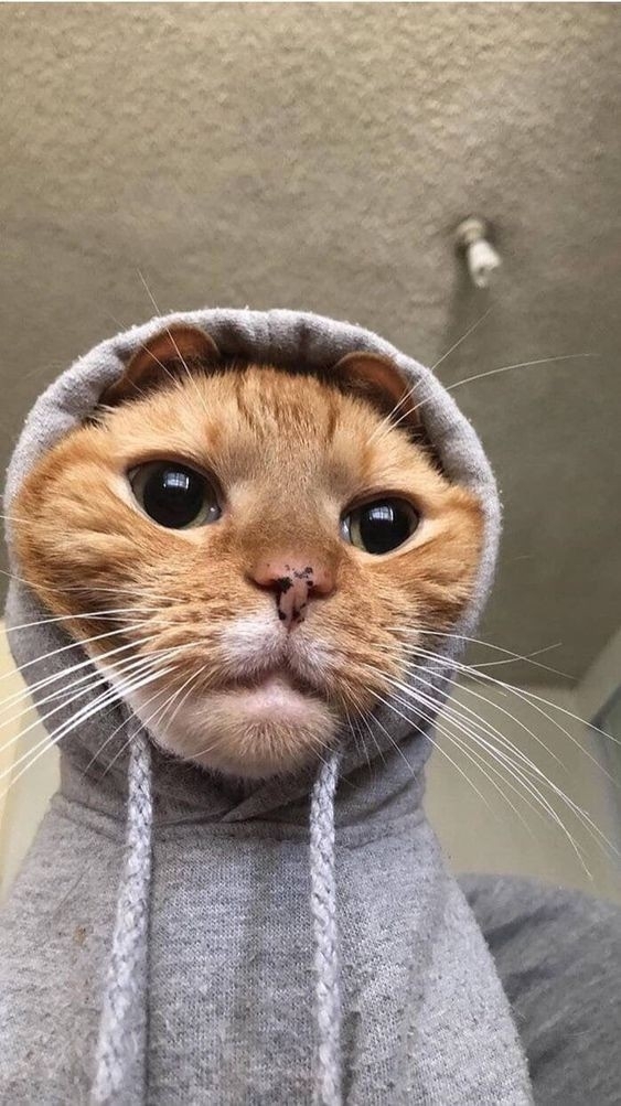 meow