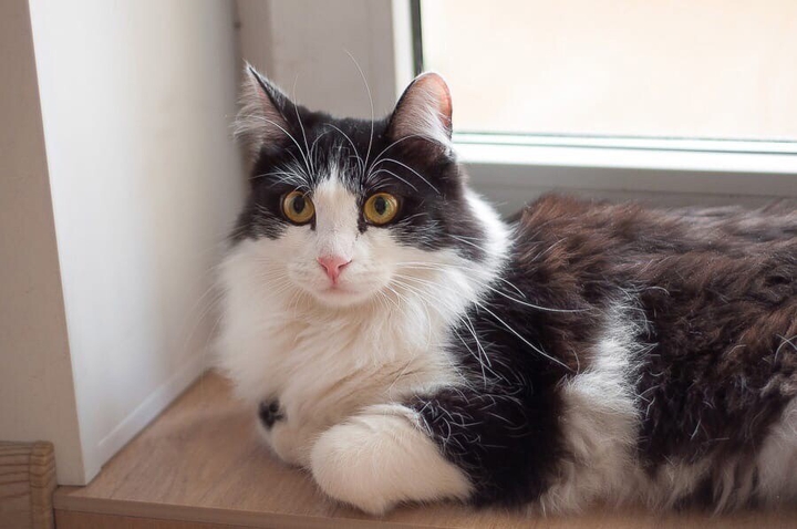 кошка