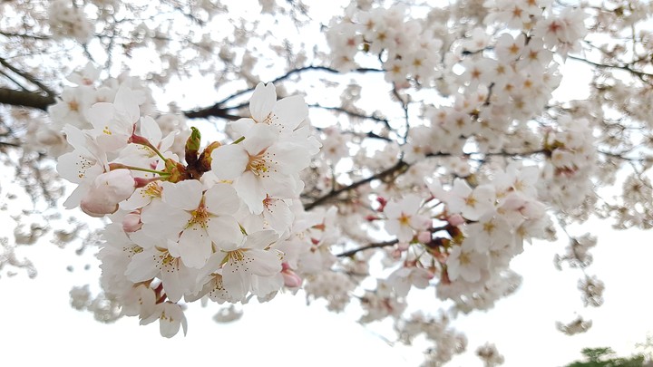 Cherry Blossom