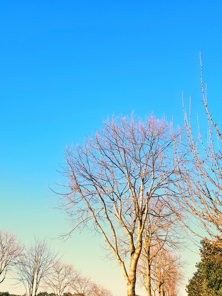 tree