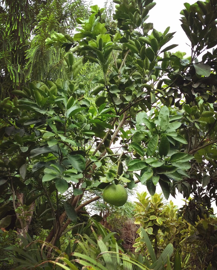 green Orange