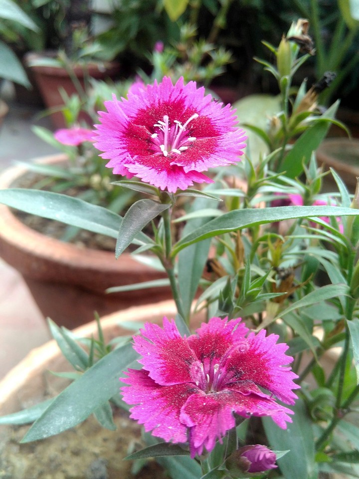flowers