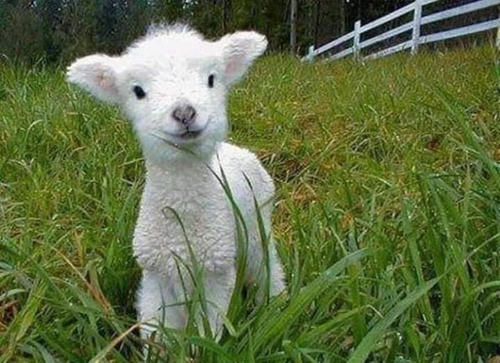 sheep....