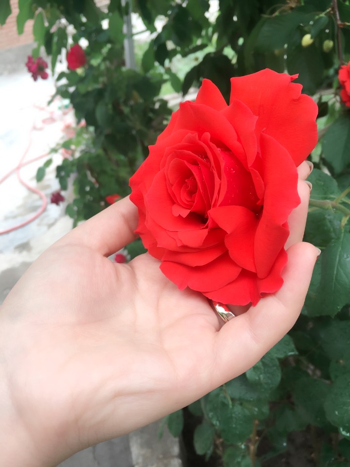 rose